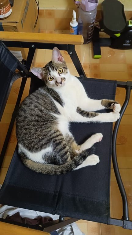 มีโชค