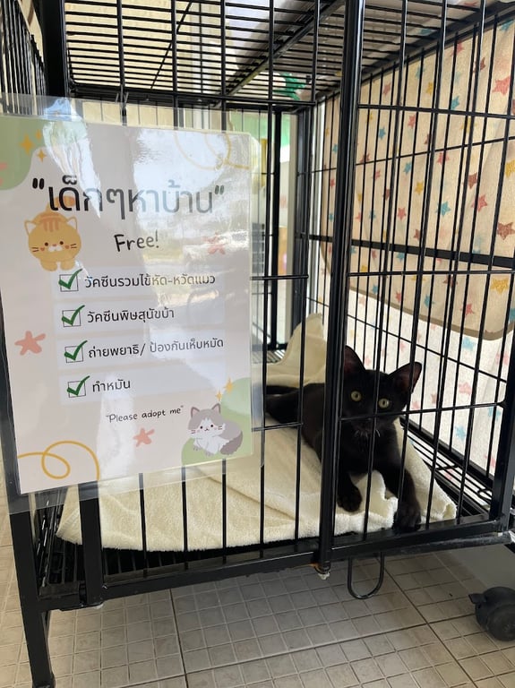 มายบัดดี้ เพ็ท คลินิก - My Buddy pet clinic