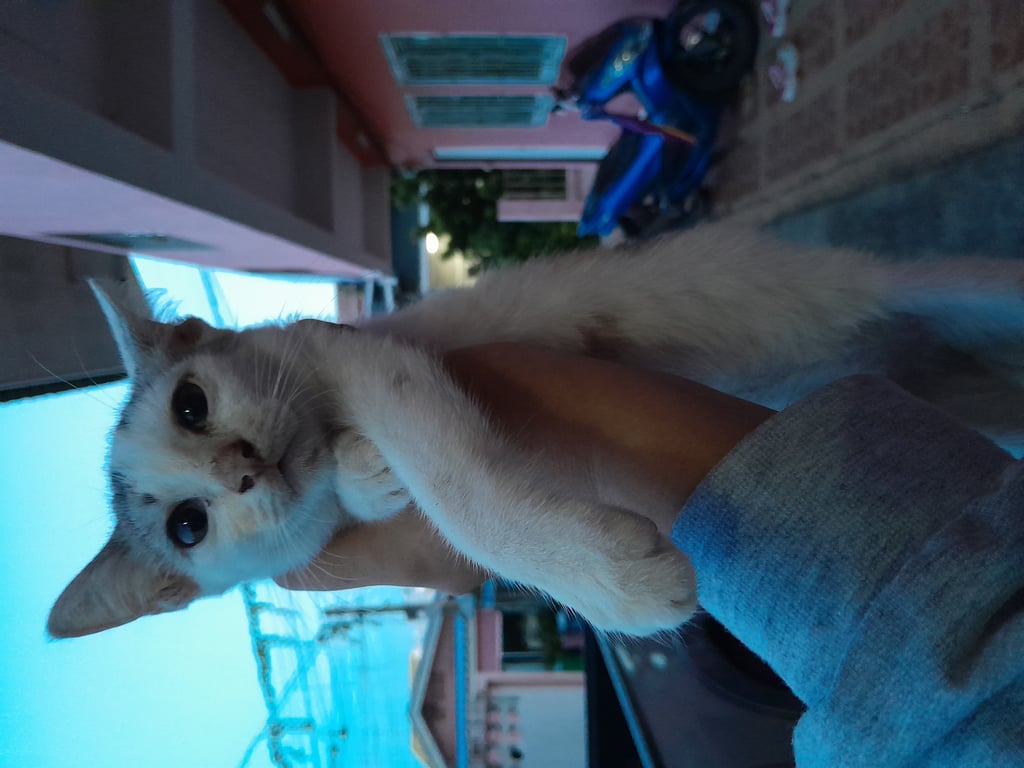 ตามหาเจ้าของแมว แมวจร อายุประมาณ1เดือนกว่าๆค่ะ เก็บได้เมื่อประมาณวันที่13 ก.ย.66 น้องมีอาการท้องเสีย จึงนำไปรักษา ตอนนี้หายดีแล้วค่ะ อึเป็นก้อนแล้ว ทานอาหารเม็ดได้ค่ะ สอนเข้ากระบะทรายเป็นแล้ว ขี้อ้อนมาก น่ารัก ฉลาด ตัวเราอยู่หอพักค่ะ ไม่สามารถเลี้ยงได้ ขอความเมตตาให้น้องด้วยนะคะ