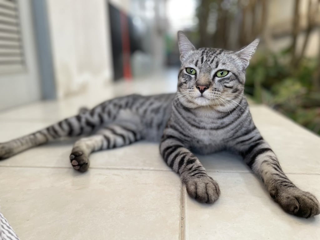 ตามหาเจ้าของแมว 