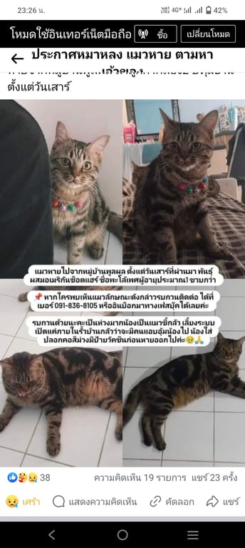 พะโล้