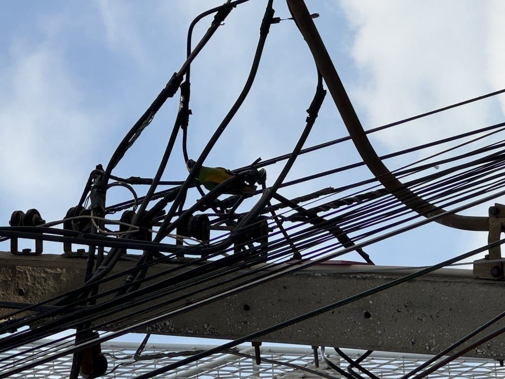 ตามหาเจ้าของนก 