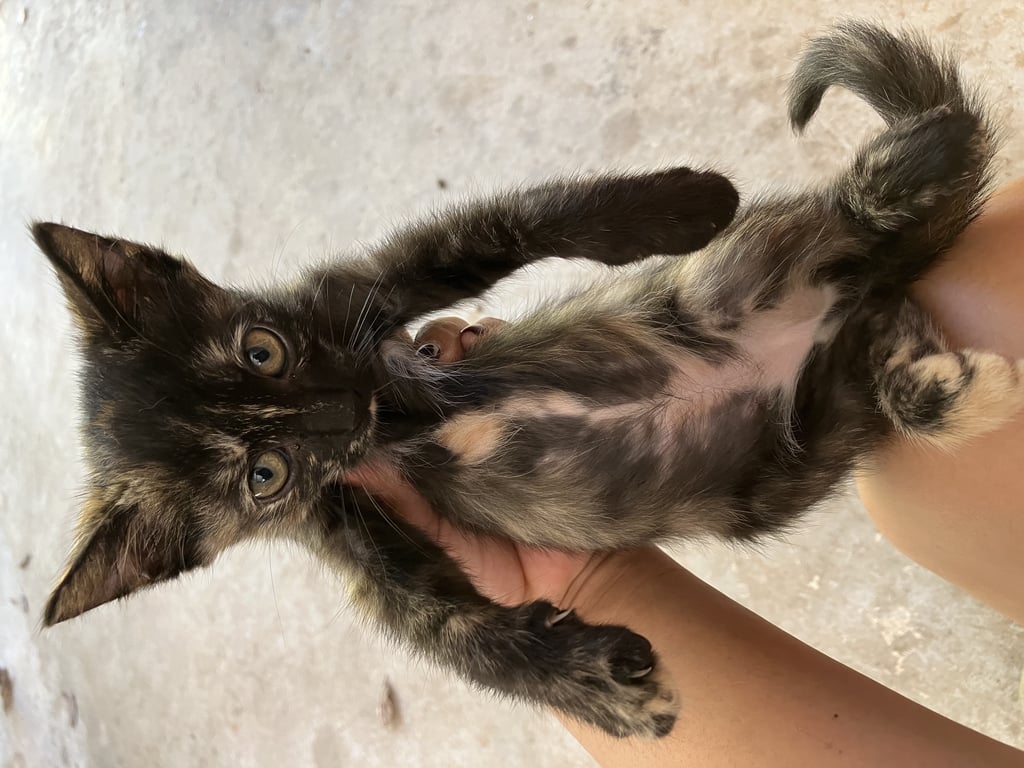 ตามหาเจ้าของแมว เป็นแมวสามสี2ตัว เพศเมีย กับแมวสีดำ1ตัวเพศผู้ อายุ2เดือน
กินอาหารได้แล้ว