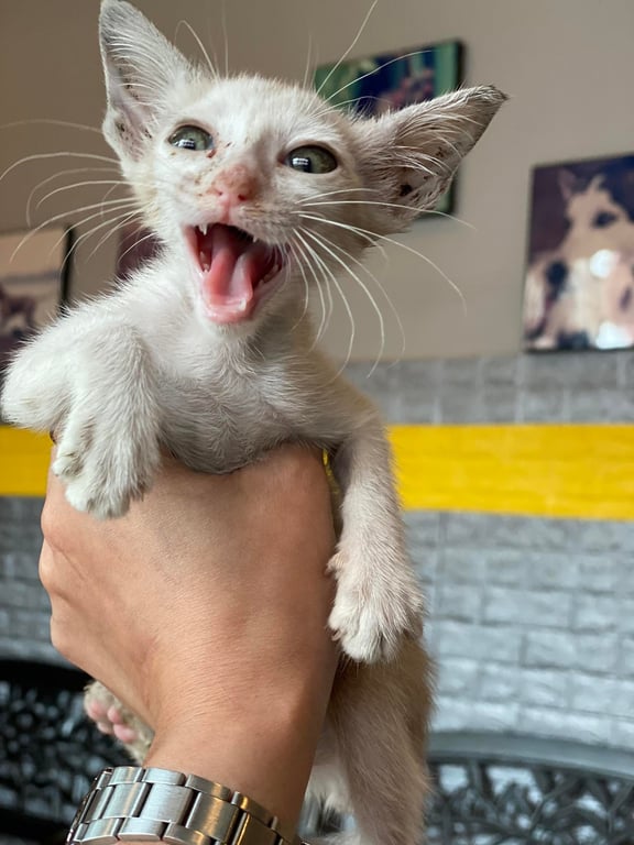 ตามหาเจ้าของแมว แมวสีขาวครีม เพศเมีย อายุ 2 เดือน พี่น้องถูกหมากัดตายทั้งหมด เหลือน้องรอดมาตัวเดียว