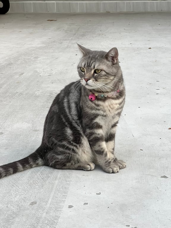 ฉีฉี
