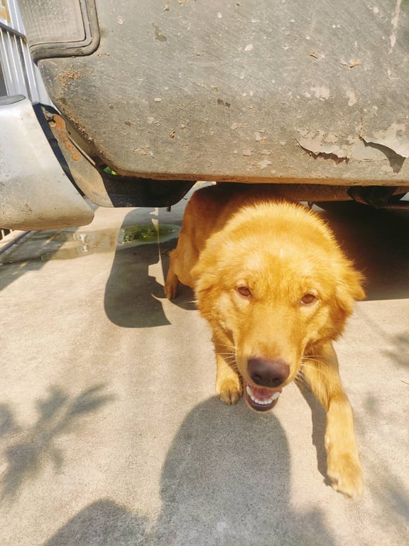 ตามหาเจ้าของหมา 