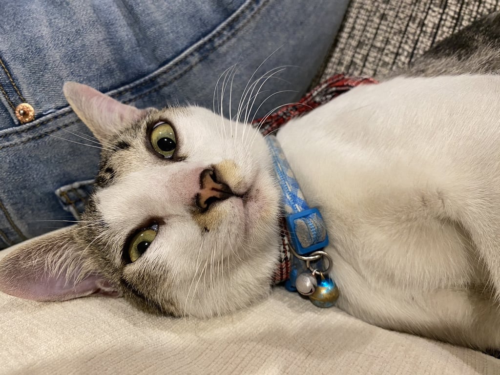 ตามหาเจ้าของแมว มีจุดที่ข้างๆจมูกขวา หางตรง ยังไม่ทำหมัน