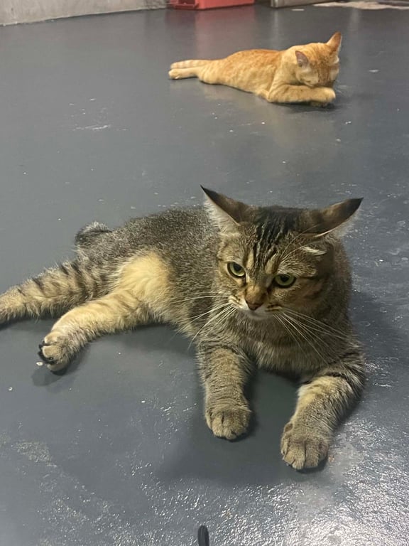 มีน่า