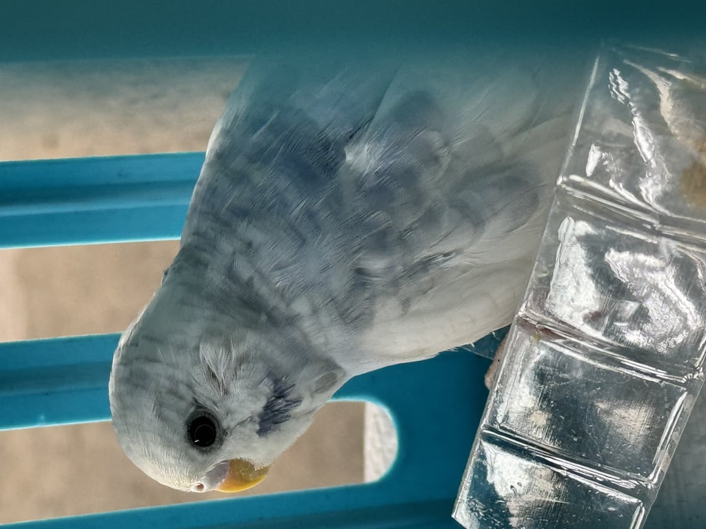 ตามหาเจ้าของนก สีขาวฟ้าอ่อนๆ มีแต้มที่แก้มเป็นสีฟ้าเข้ม