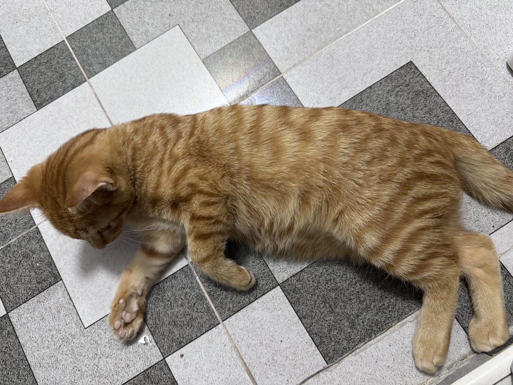 แซลม่อน