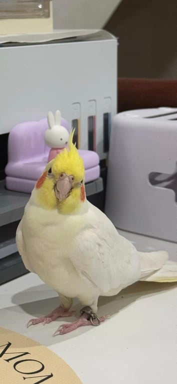 เค๊ก