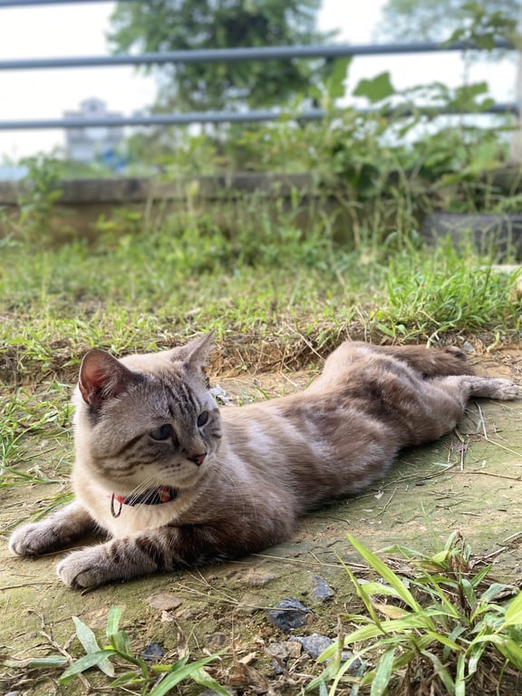 ชานม