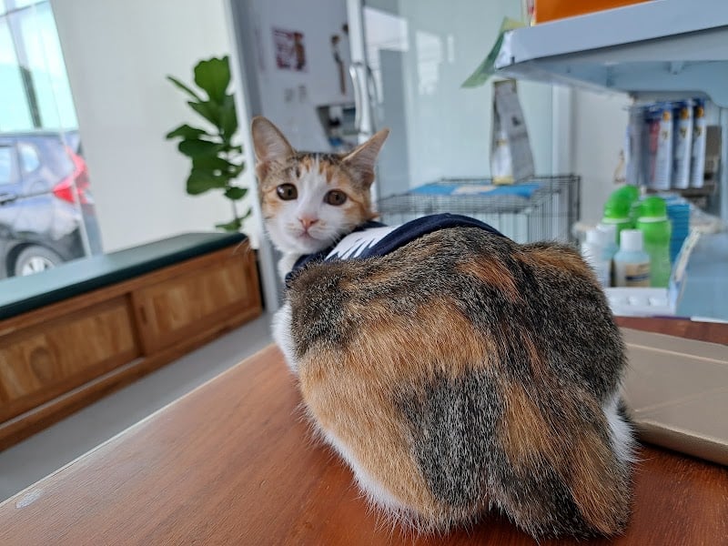 เพ็ทพ้อยท์ รักษาสัตว์ - Pet Point Clinic