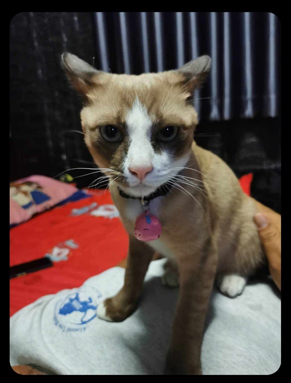 บัตเตอร์​