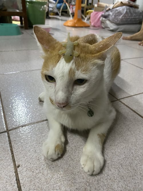 หมอนทอง
