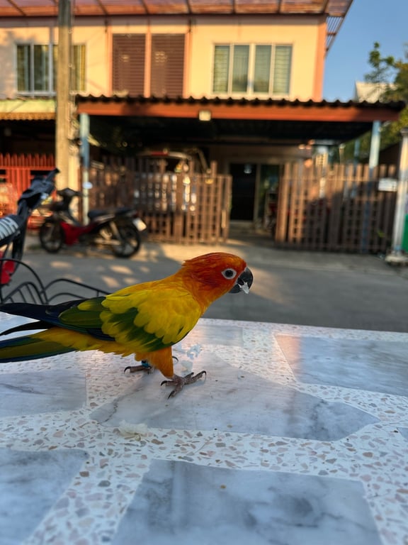 สกาย
