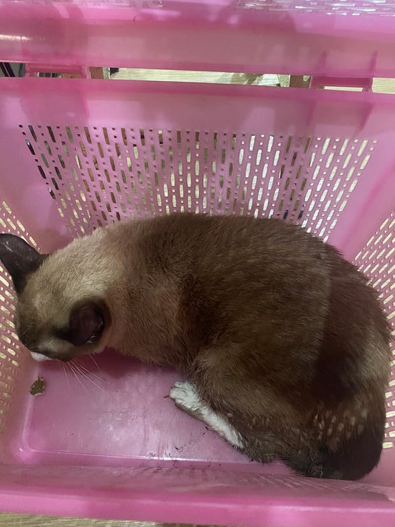 ตามหาเจ้าของแมว หน้าขาว เท้าขาว 4 ข้าง เชื่องคน ปีนข้ามรั้วบ้านเข้ามา