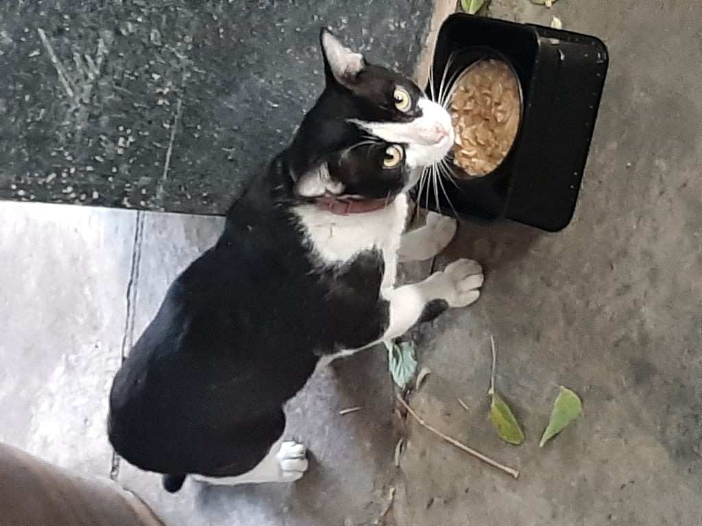 ตามหาเจ้าของแมว 