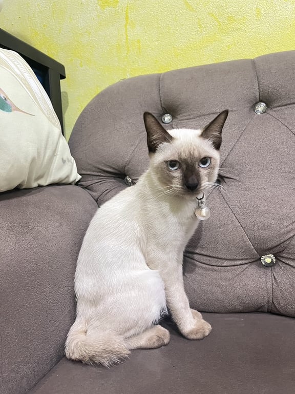 มิวๆ