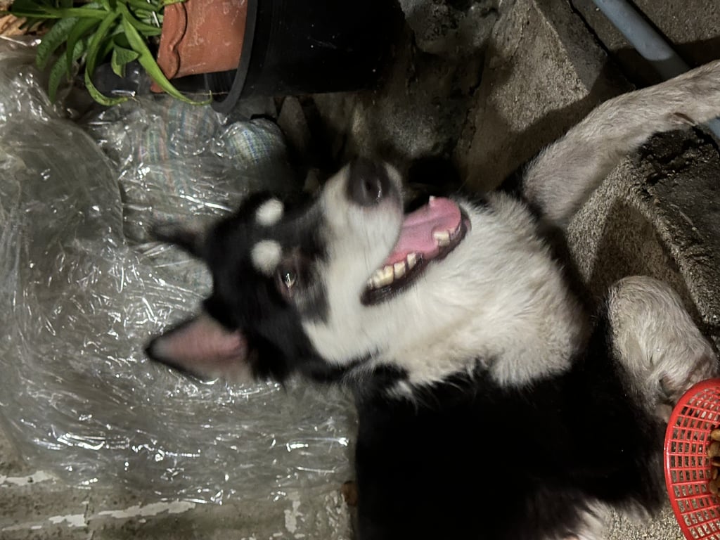 ตามหาเจ้าของหมา คล้ายไซบีเรีย มือเท้าใหญ่ ตรงคิ้วเป็นสีขาว