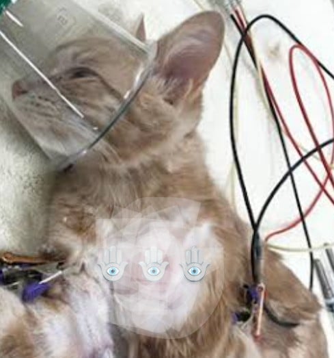Samrong Veterinary Clinic