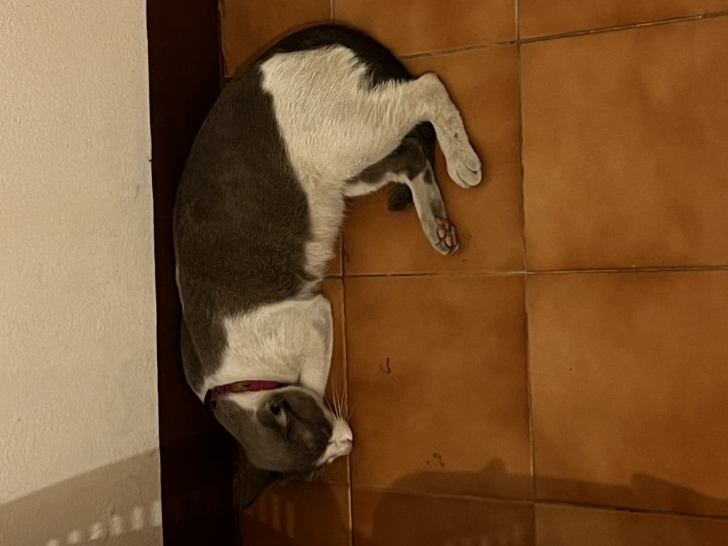 ตามหาเจ้าของแมว น้องเพศเมีย อายุน่าจะไม่ถึง 1 ปี น่าจะเพิ่งคลอดลูกมา