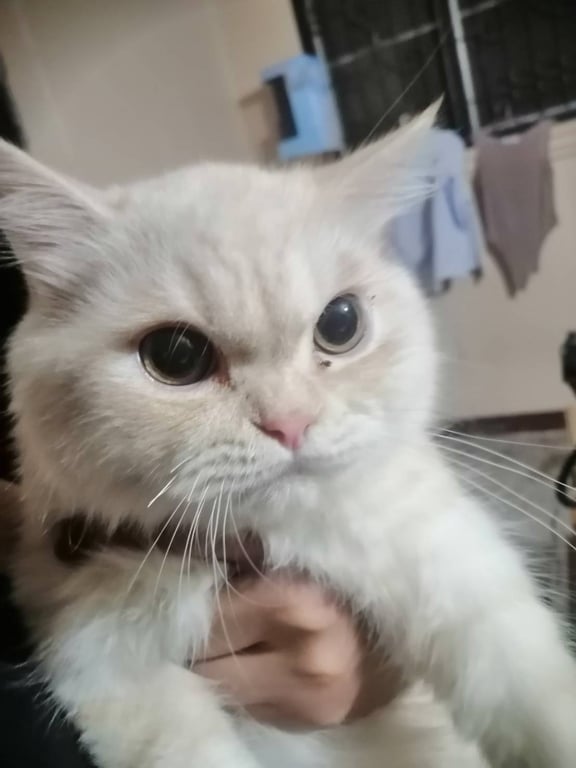 เบค่อน