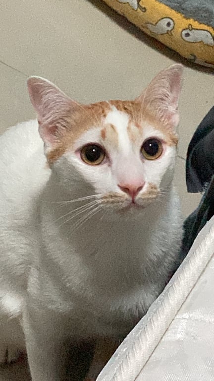 ชานม