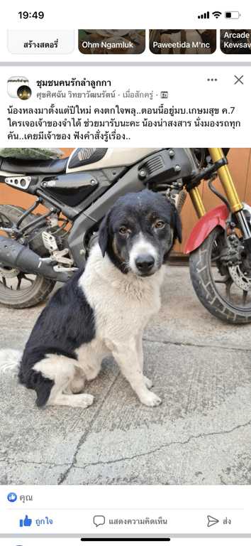 ตามหาเจ้าของหมา น้องหลงมาตั้งแต่ปีใหม่ คงตกใจพลุ..ตอนนี้อยู่มบ.เกษมสุข ค.7 ใครเจอเจ้าของจำได้ ช่วยมารับนะคะ น้องน่าสงสาร นั่งมองรถทุกคัน..เคยมีเจ้าของ ฟังคำสั่งรู้เรื่อง..