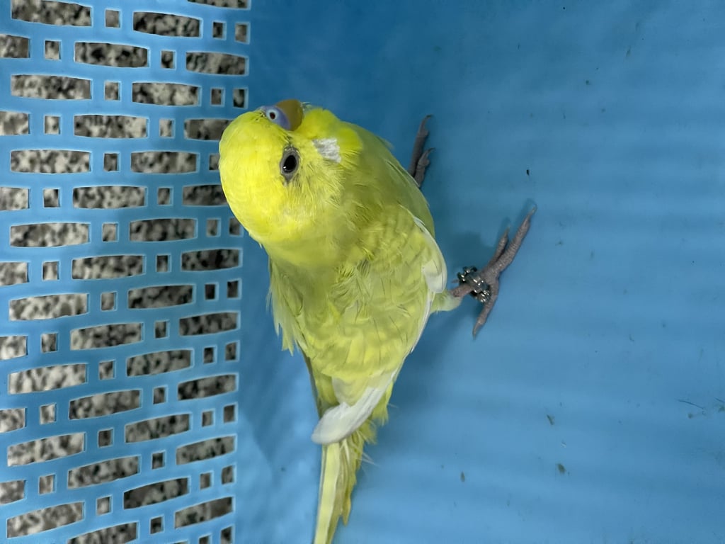 ตามหาเจ้าของนก 