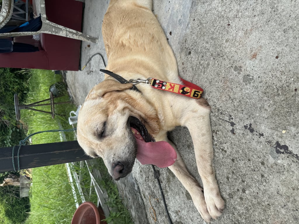 ตามหาเจ้าของหมา ลาบาดอร์สีครีมเพศผู้ ตัวอ้วน อายุประมาณ 7ปีขึ้นไป ปลอกคอสีดำ