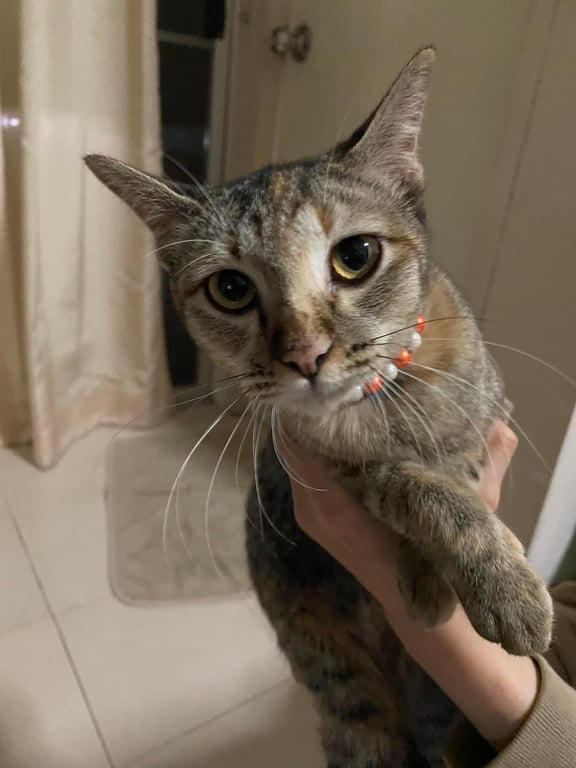 ตามหาเจ้าของแมว น่ารัก อ้อนเก่ง