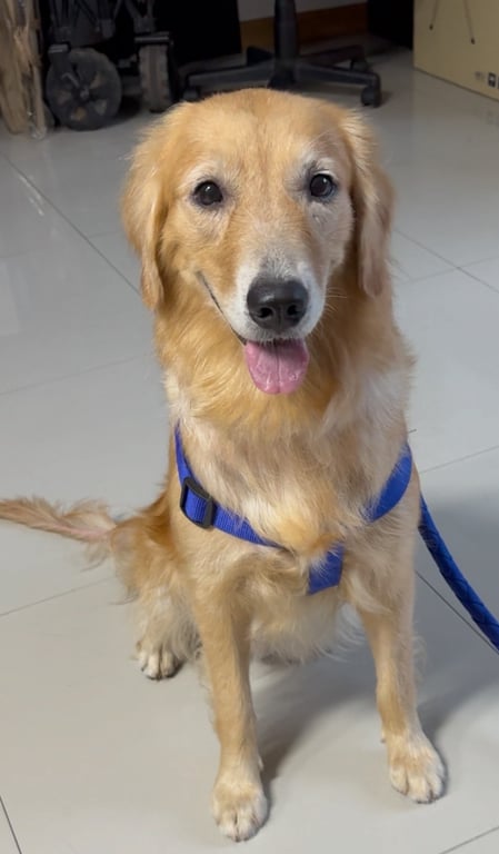 ตามหาเจ้าของหมา น้องหลงเข้ามาในสถาบันบัณฑิตพัฒนศิลป์ น่าจะมาจากแถวๆมหาวิทยาลัยธรรมศาสตร หรือแถวๆท่าพระจันทร์