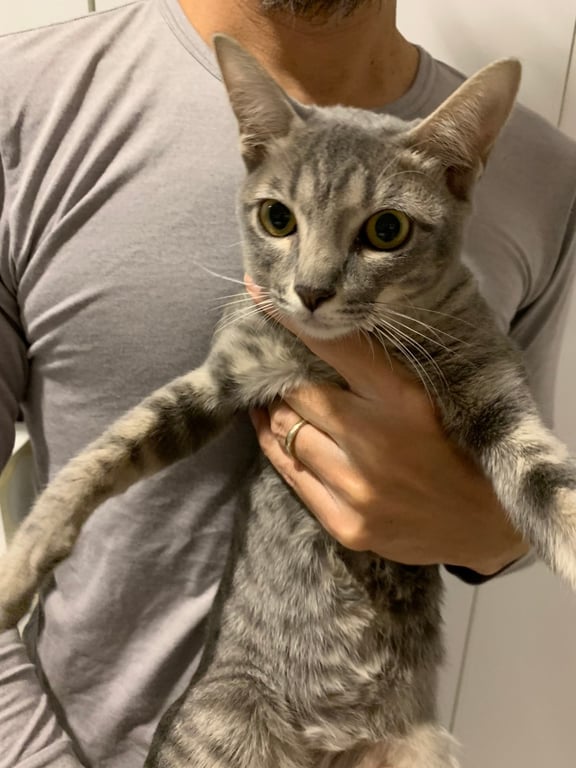 ตามหาเจ้าของแมว ลูกแมวสะอาดน่ารักสีเทา