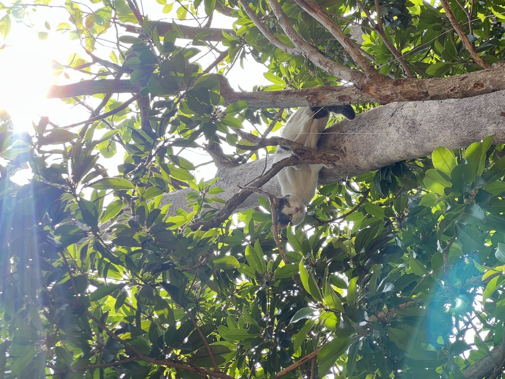 ตามหาเจ้าของแมว 