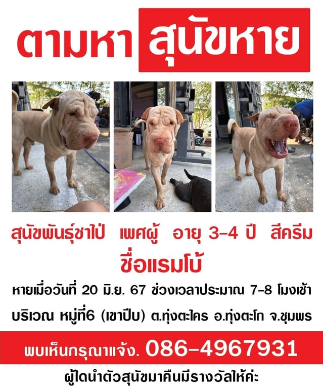 แรมโบ้