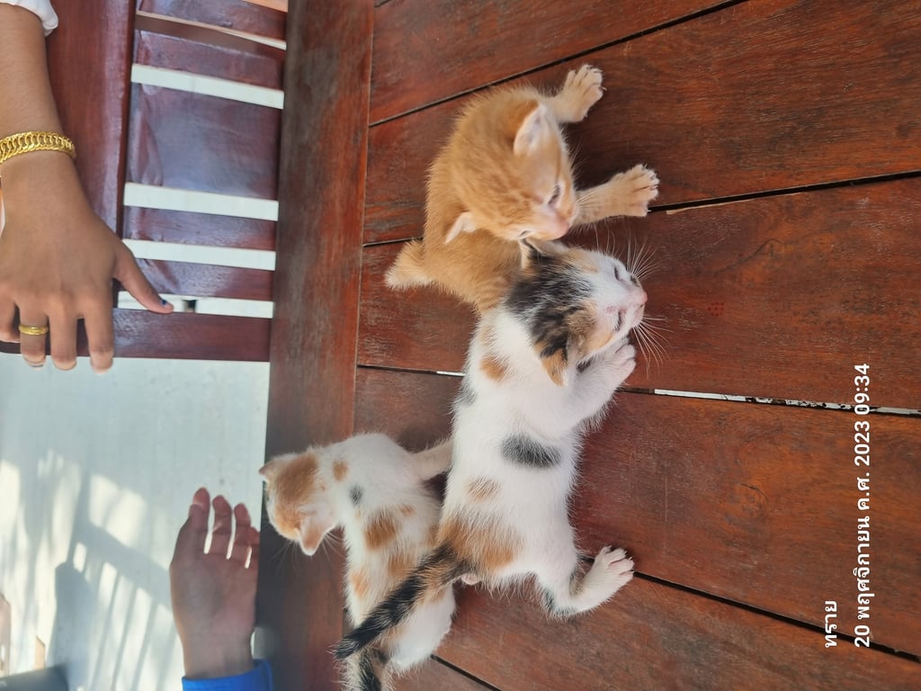 ตามหาเจ้าของแมว 