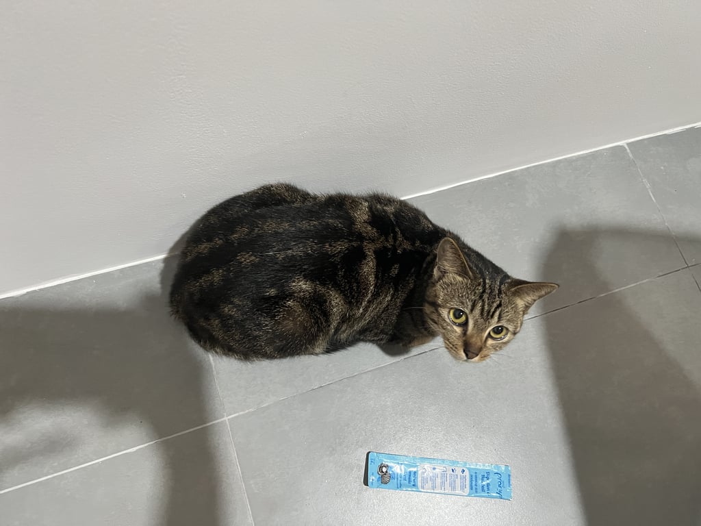 ตามหาเจ้าของแมว แมวลายสลิด แต่ลายด้านหลังเหมือนอเมริกันช้อตแฮร์