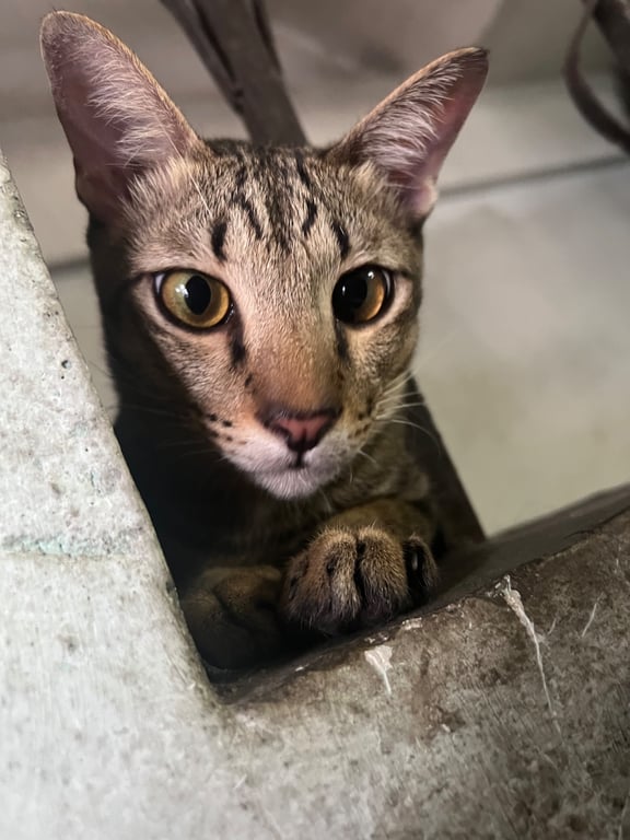 นำโชค