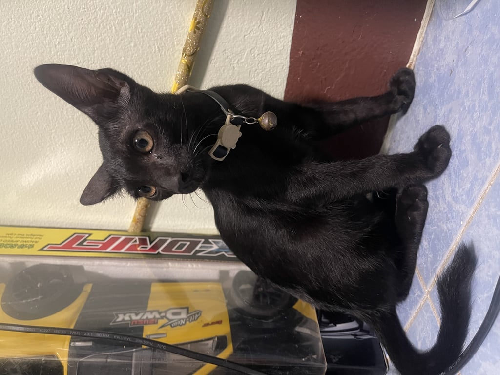 ตามหาเจ้าของแมว 