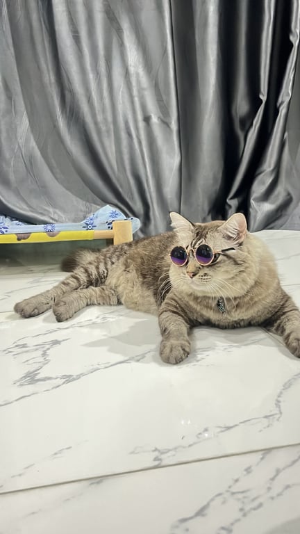 ทาโร่