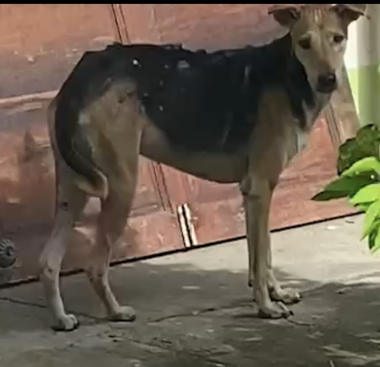 ผอม
