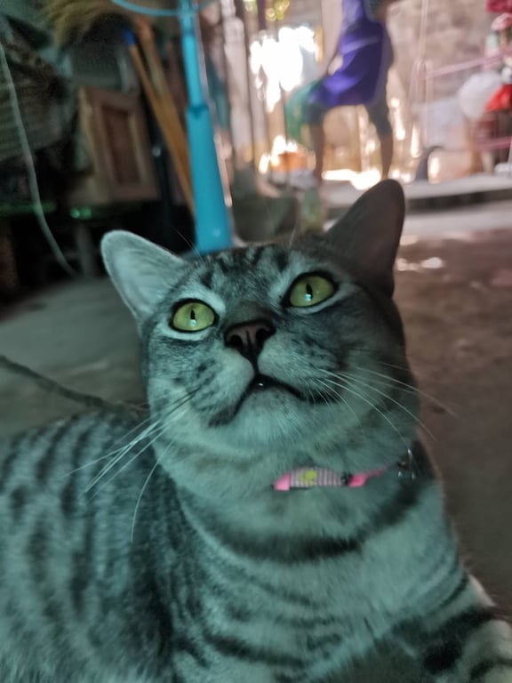 ตามหาเจ้าของแมว 