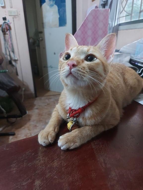 ส้มจี๊ด