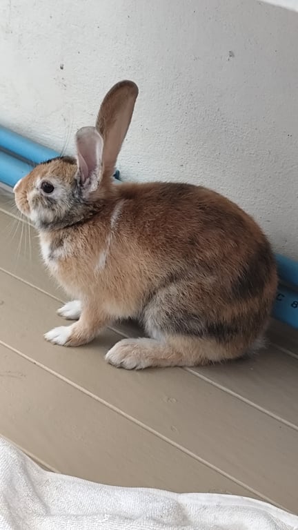 ตามหาเจ้าของกระต่าย กระต่ายตัวใหญ่ หูตั้ง หน้ายาว สีน้ำตาล และสีอื่นผสม
