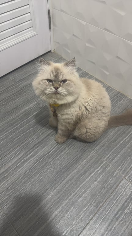 แพตตี้