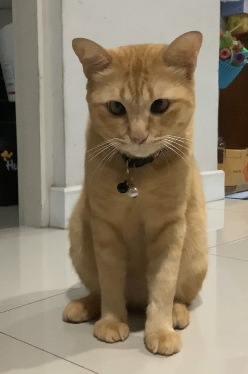 กังฟู