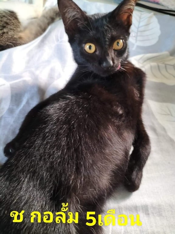 ตามหาเจ้าของแมว น้องทุกตัวขี้ออ้นมากค่ะ เข้ากระทรายทุกตัวค่ะ น้องอยุ่ห้วยใหญ่พัทยาค่ะสนใจติดต่อได้ค่ะยินดีส่ง