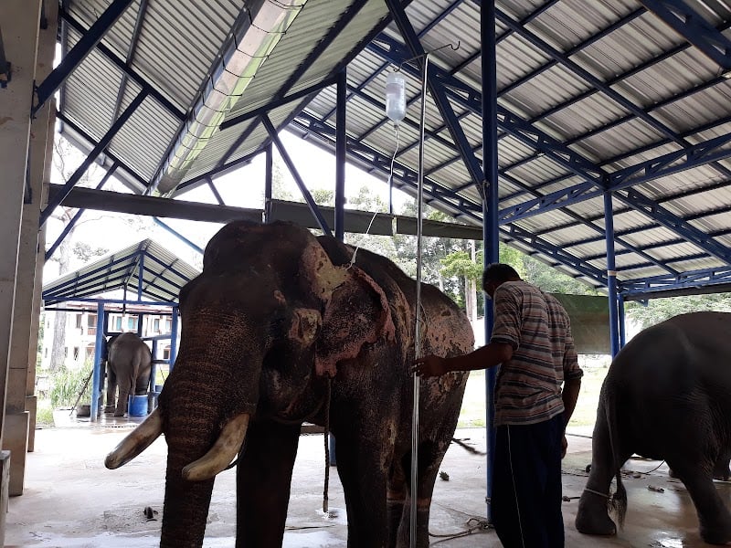 โรงพยาบาลช้างกระบี่ Elephant Hospital of Krabi