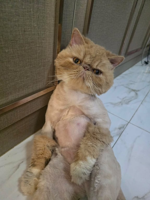 หมูแดง